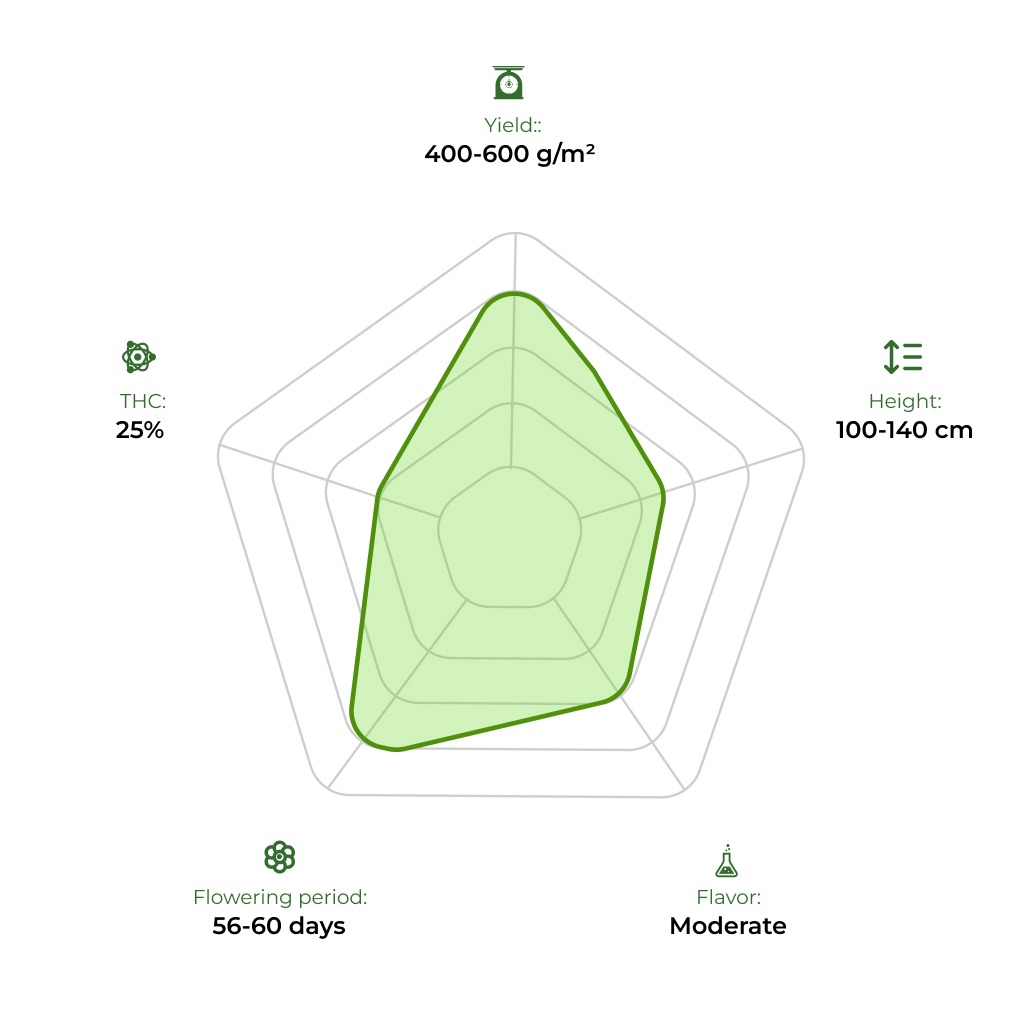Auto Jamaica technology radar 33stakana