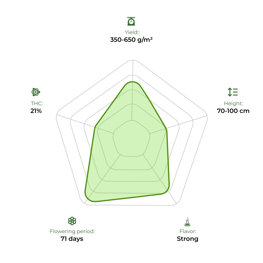 Auto Lemon Zkittlez technology radar 33stakana