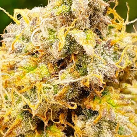 AUTO LEMON ZKITTLEZ купить