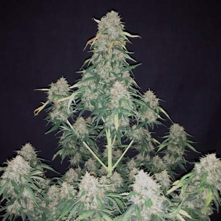 Auto Pineapple Express купить