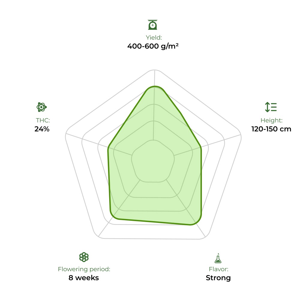 Auto Pineapple Express technology radar 33stakana