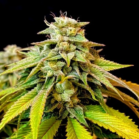 Auto Tangie купить