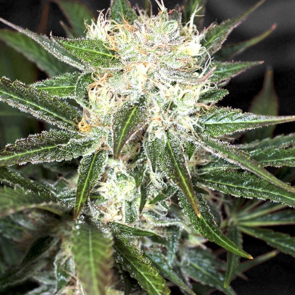 Auto Big Demon photo