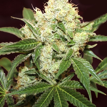 Авто Біг Демон