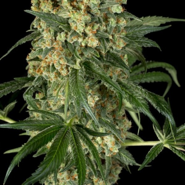 Авто Гагарін 33stakana