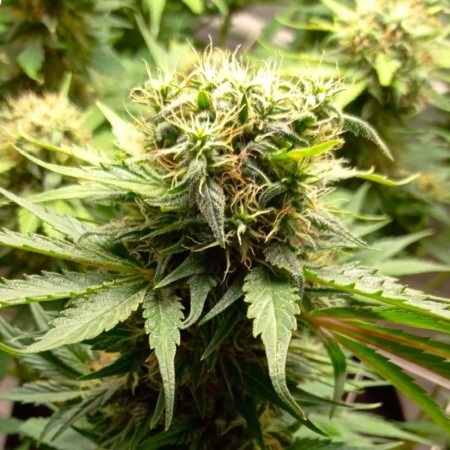 сорт семян конопли Auto Satori