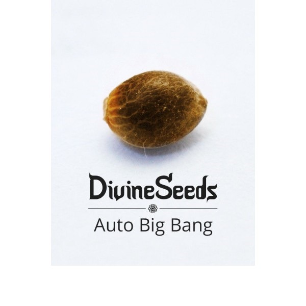 Авто Биг Бэнг от Divine Seeds
