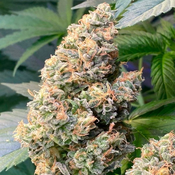 BRUCE BANNER FAST купить