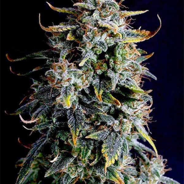 семена конопли Гагарин заказать