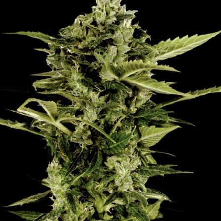 Auto Bob feminised cannabis