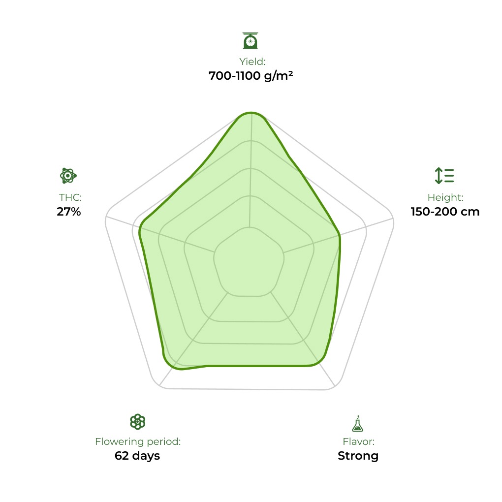 Bruce Banner Fast technology radar 33 stakana