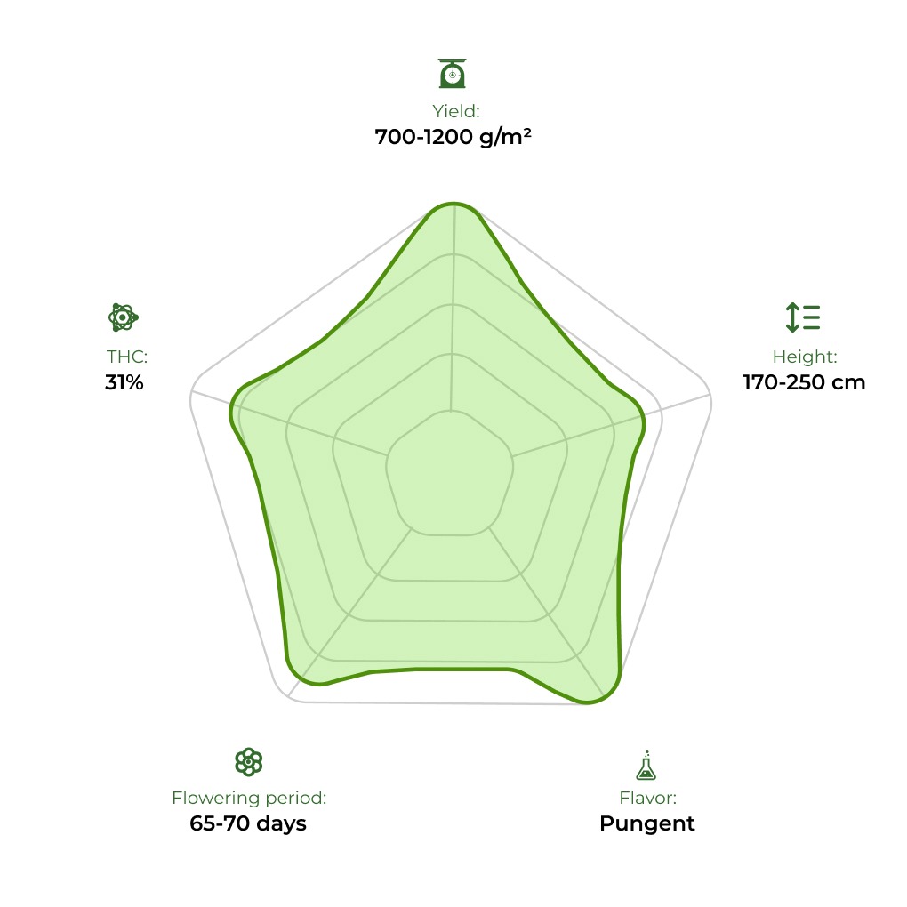 Gagarin technology radar 33 stakana