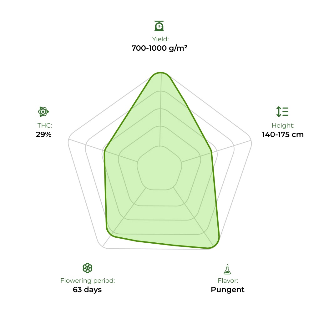 Gorilla #5 technology radar 33stakana