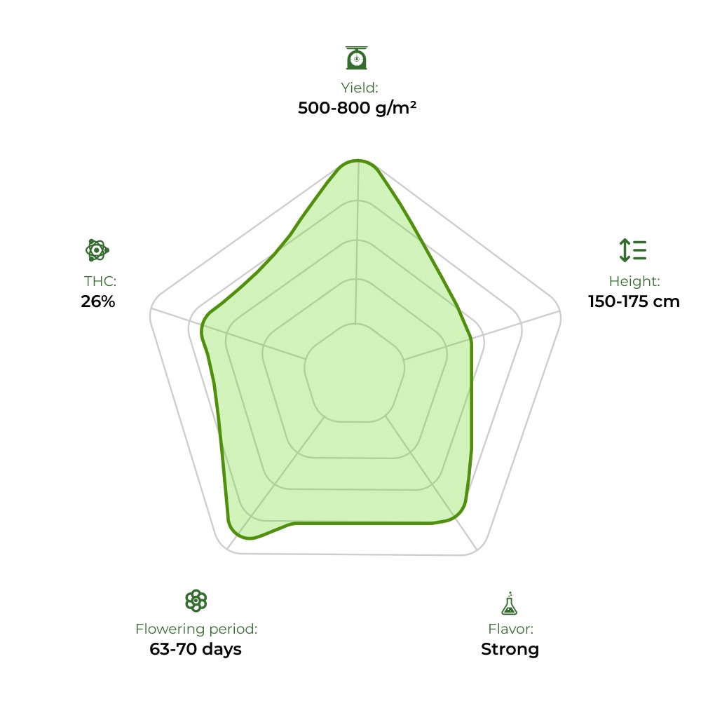 Green Gelato technology radar 33 stakana