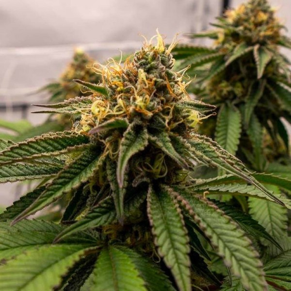 Грін Джелато купити