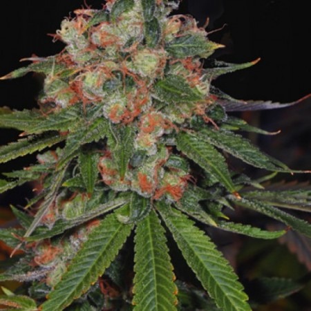 buy Auto Jamaica fem
