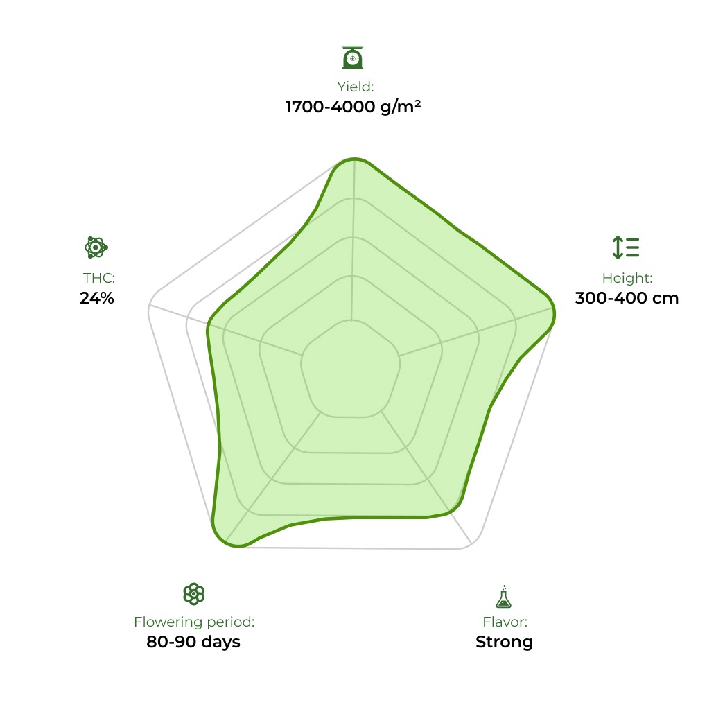 Jamaica Sativa technology radar 33 stakana
