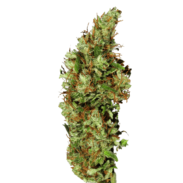 сорт семян конопли Jamaica Sativa купить