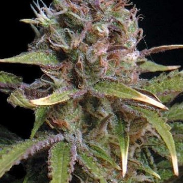 cannabis Out of Space