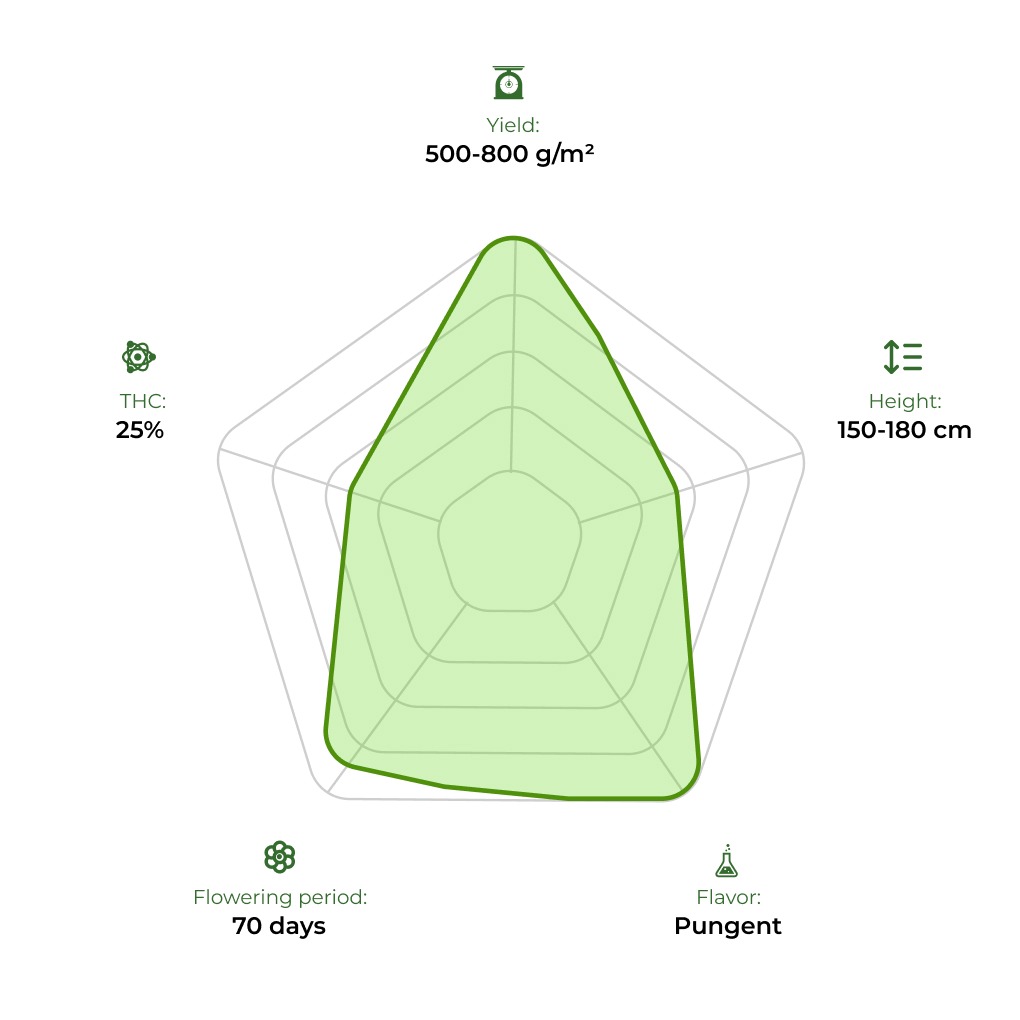 Tangie technology radar 33stakana