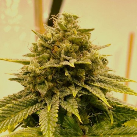 Семена марихуаны Tangie