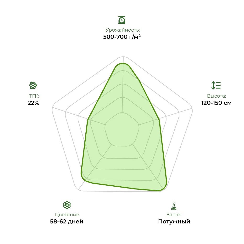 Технологический радар сорта Afghanistan Lights 33stakana