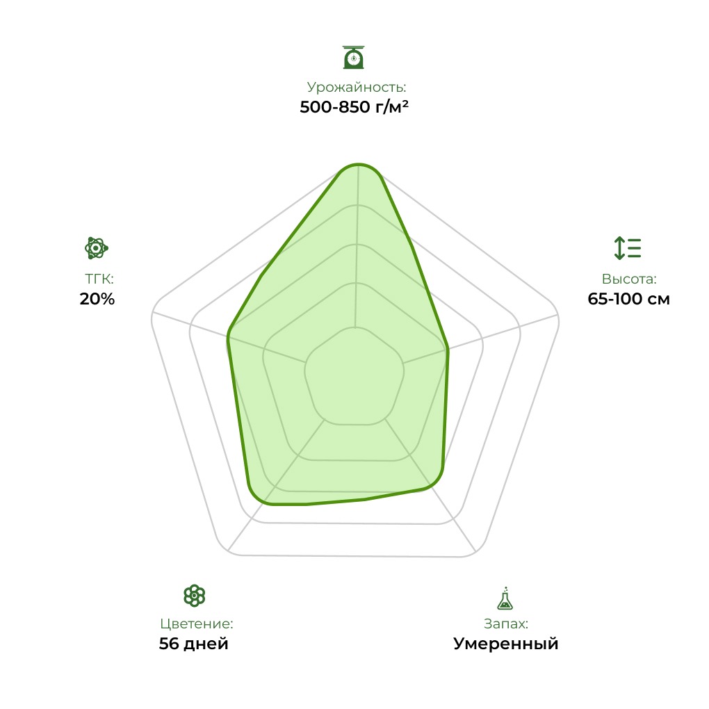 Технологический радар сорта Auto Big Bang 33stakana