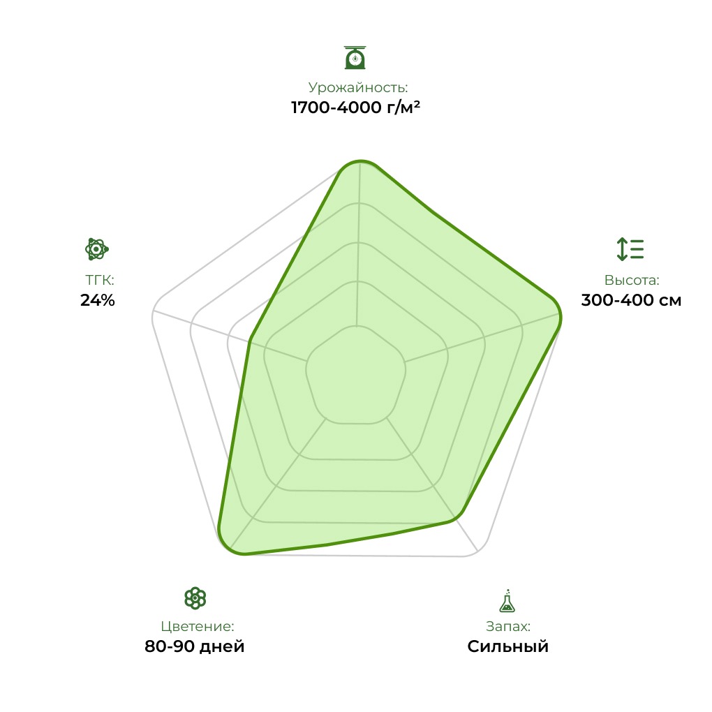 Технологический радар сорта Jamaica Sativa 33stakana