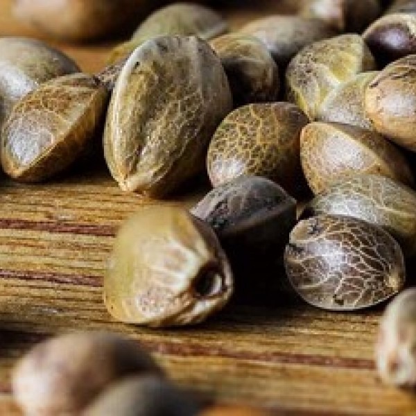 Астронафт Фем купить