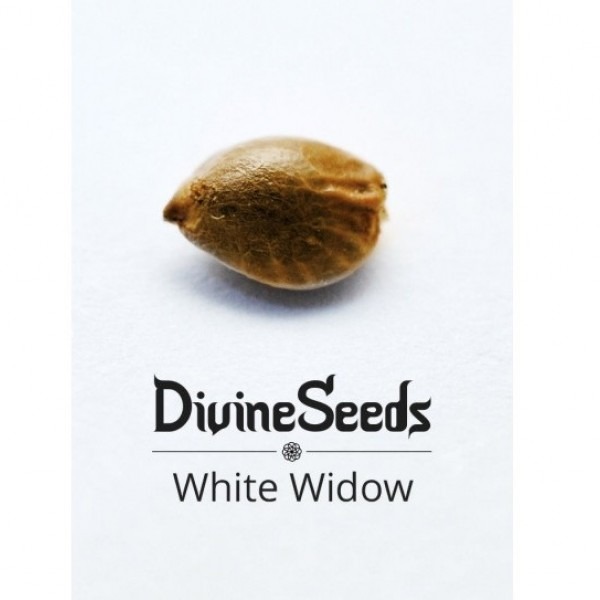 Белая Вдова от Divine Seeds