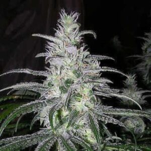 Black Domina