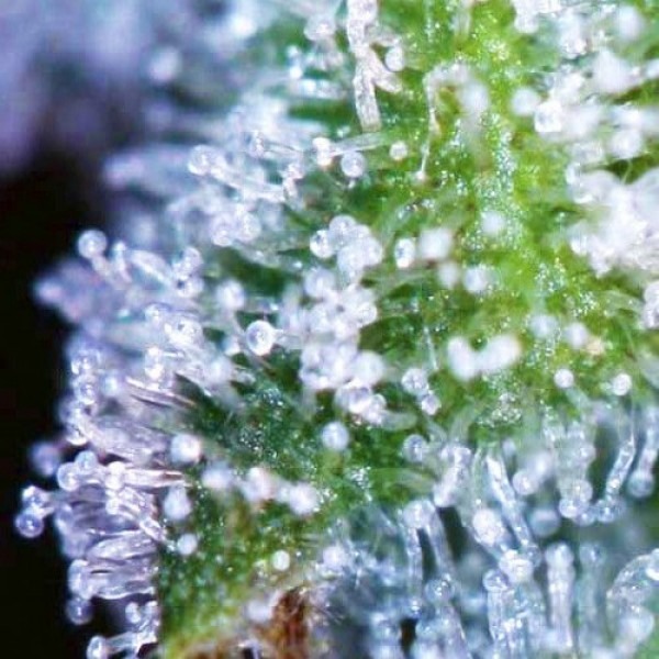 сорт семян конопли Divine Indica