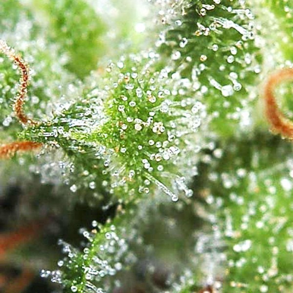 марихуана Bаnff