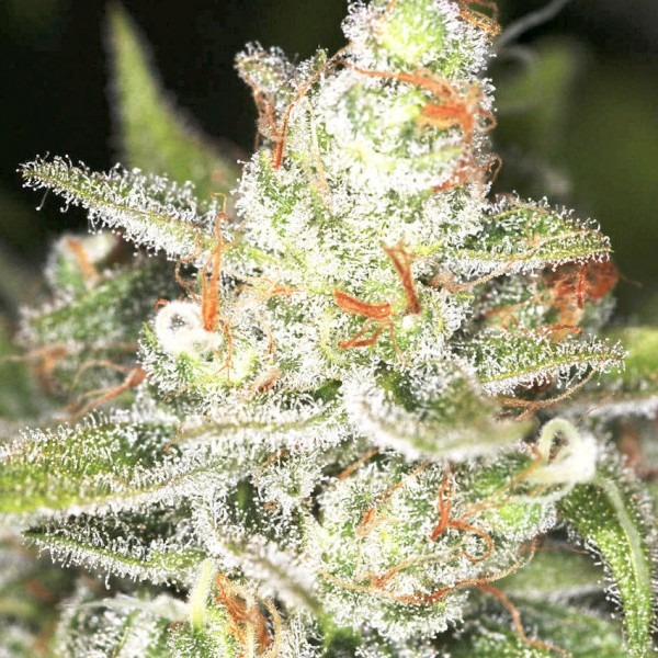 сорт семян конопли Auto Candy