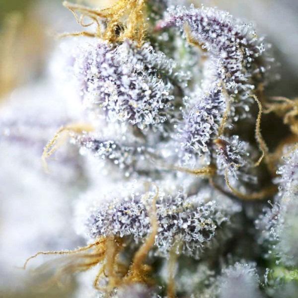 Авто Дедрайдер купити