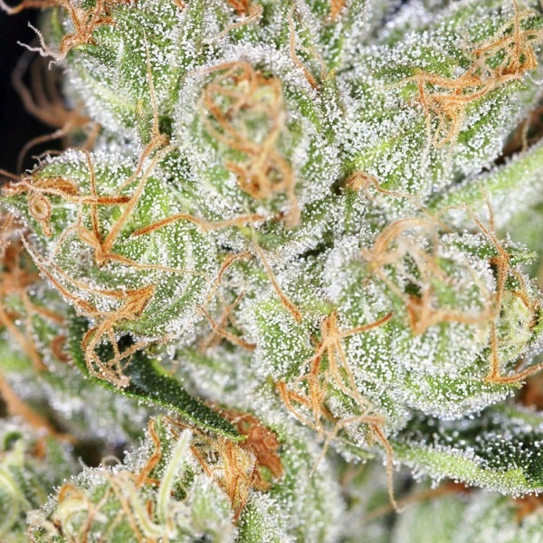 photo Auto Hindu Kush (Spain)