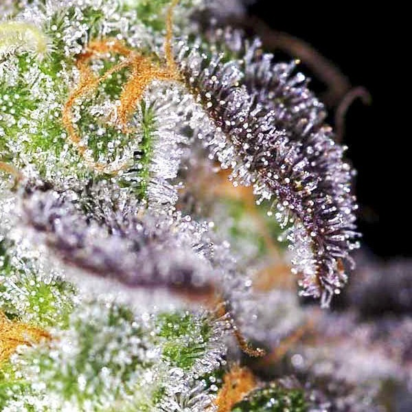 Авто Кабул фото сорта