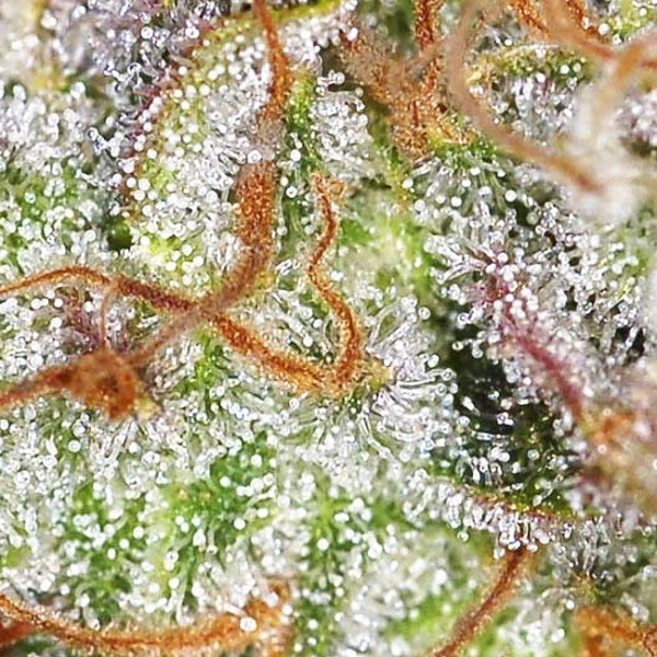 Авто Опіум купити