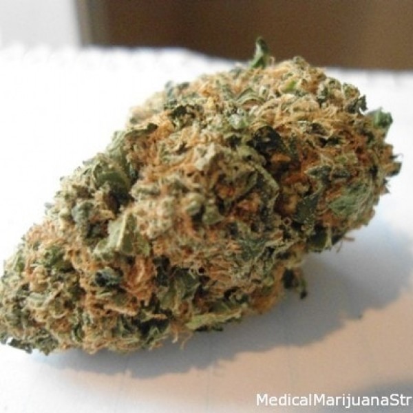 cannabis Hindu Kush Fem