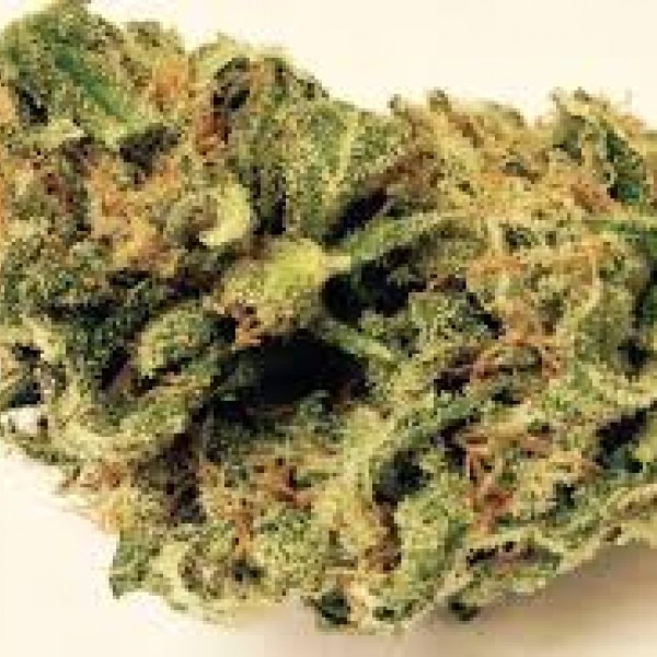 hemp seed variety White Bhutanese