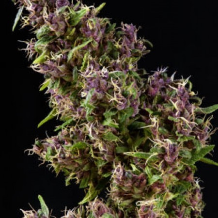 Purple Paro Valley buy