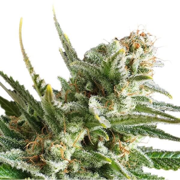 buy Amnesia Haze