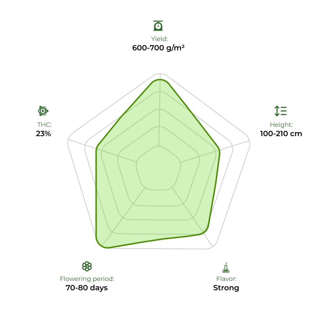 Amnesia Haze technology radar 33stakana