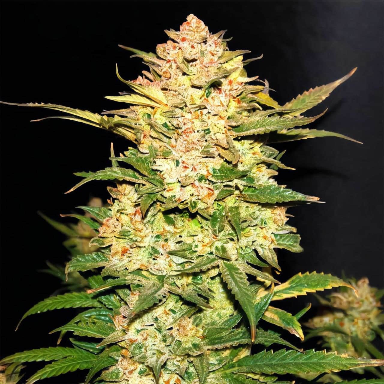 Amnesia XL, Divine Seeds
