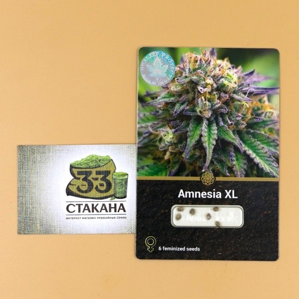 Amnesia XL photo