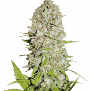 Pineapple Express (Іспанія)