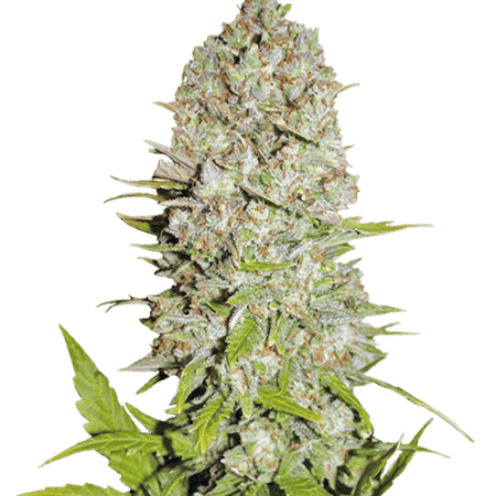 Pineapple Express Spain