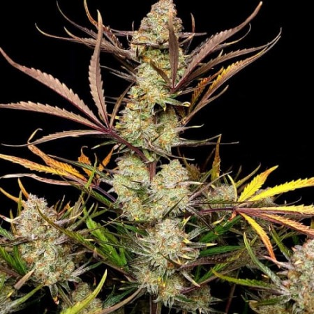 Еппл Струдел купити