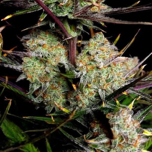 Еппл Струдел фото