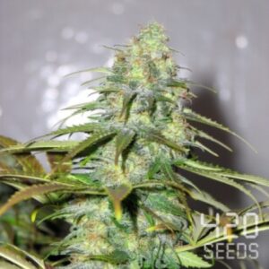 Auto Amnesia Haze